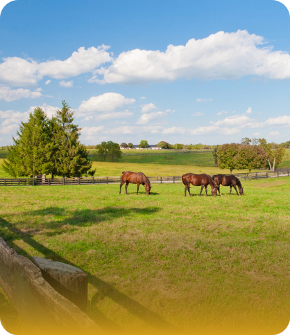 Horse_Pasture